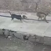 [Video] Xôn xao vụ đàn khỉ giết sạch chó trong làng để trả thù ở Ấn Độ