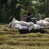 Thu hoạch lúa tại Gò Công, Tiền Giang. (Ảnh: TTXVN) 