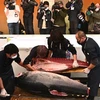 Phiên đấu giá cá ngừ đầu tiên trong năm 2022 tại chợ cá Toyosu ở thủ đô Tokyo (Nhật Bản) ngày 5/1/2022. (Ảnh: AFP/TTXVN) 