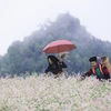Vẻ đẹp của hoa tam giác mạch trên cao nguyên đá Đồng Văn, Hà Giang. (Nguồn: PV/Vietnam+) 