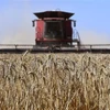 Nga đã quyết định tạm thời cấm xuất khẩu ngũ cốc sang các nước thành viên Liên minh kinh tế Á-Âu (EAEU). (Ảnh: AFP/TTXVN) 