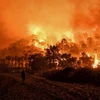 Vụ cháy rừng ở Schinos, phía Tây Athens, Hy Lạp ngày 19/5/2021. (Ảnh: AFP/TTXVN) 