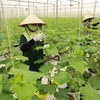 Hợp tác xã rau sạch Yên Dũng ở xã Tiến Dũng, huyện Yên Dung, tỉnh Bắc Giang có diện tích hơn 60ha trồng các loại rau ăn lá, mỗi tháng cung cấp khoảng 200 tấn sản phẩm phục vụ thị trường trong và ngoài tỉnh. (Ảnh: Vũ Sinh/TTXVN) 