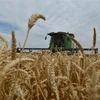 Nông dân thu hoạch lúa mỳ trên cánh đồng. (Ảnh: AFP/TTXVN) 