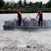 Mô hình nuôi cá tra theo chuỗi liên kết gắn với doanh nghiệp chế biến xuất khẩu ở An Giang. (Ảnh: Công Mạo/TTXVN) 