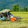 Thu hoạch lúa ở Mường Thanh, Điện Biên. (Ảnh minh họa: Xuân Tư/TTXVN) 
