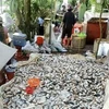 Cá nuôi bè của một số hộ nuôi thủy sản trên nhánh sông Hậu chết hàng loạt chưa rõ nguyên nhân. (Ảnh: TTXVN phát) 