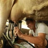 Thu hoạch sữa bò tại hộ chăn nuôi liên kết với hợp tác xã chăn nuôi bò sữa Tam Đảo, xã Bồ Lý, huyện Tam Đảo (Vĩnh Phúc). (Ảnh: Vũ Sinh/TTXVN) 
