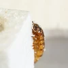 Sâu gạo là ấu trùng của bọ cánh cứng Zophobas morio. (Nguồn: Đại học Queensland) 
