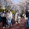 Ngắm hoa anh đào nở rộ tại Seoul, Hàn Quốc, ngày 6/4/2022. (Ảnh: AFP/TTXVN) 