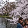 Du khách chụp ảnh dưới tán hoa anh đào tại Tokyo, Nhật Bản, ngày 29/3/2022. (Ảnh: AFP/TTXVN) 