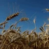 Lúa mỳ trên cánh đồng tại Zhovtneve, Ukraine. (Ảnh: REUTERS/TTXVN) 
