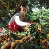 Nông dân thu hoạch nhãn tại quận Ô Môn, Cần Thơ. (Ảnh: Thu Hiền/TTXVN) 