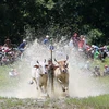 Tưng bừng lễ hội đua bò truyền thống của đồng bào Khmer ở An Giang
