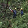 Điện lực Kon Plông đã cử tất cả lực lượng công nhân, kỹ sư đi khắc phục sự cố lưới điện do bị cây ngã đỗ gây mất điện ngay sáng 28/9. (Ảnh: Cao Nguyên/TTXVN) 
