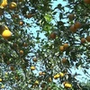 Vườn cam được trồng với quy chuẩn sản xuất sạch, an toàn theo tiêu chuẩn VietGap. (Ảnh: Việt Dũng/TTXVN)
