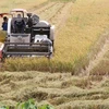 Sử dụng máy gặt đập liên hợp thu hoạch lúa Hè Thu 2022 tại huyện Cao Lãnh. (Ảnh: Nguyễn Văn Trí/TTXVN) 