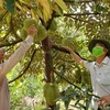 Nhiều nông dân trồng sầu riêng ở xã Tân Thới, huyện Phong Điền mong muốn được cấp mã số vùng trồng để sầu riêng được xuất khẩu chính ngạch ổn định. (Ảnh: Thu Hiền/TTXVN)