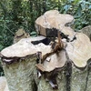 Một gốc cây bằng lăng nằm trong rừng tự nhiên xã Sơn Hội, huyện Sơn Hòa bị chặt hạ. (Ảnh: Tường Quân/TTXVN)
