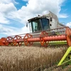 Thu hoạch lúa mỳ trên cánh đồng ở Kharkiv, Ukraine ngày 19/7/2022. (Ảnh: AFP/TTXVN) 