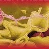 [Infographics] Những điều cần biết về vi khuẩn Salmonella