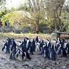 Chim cánh cụt Cape tại vườn thú Pairi Daiza. (Ảnh: Hương Giang/TTXVN) 