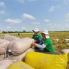 ​Thu mua lúa trên cánh đồng liên kết phục vụ xuất khẩu ở huyện Thoại Sơn, tỉnh An Giang. (Ảnh: Công Mạo/TTXVN)