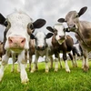 Dịch hô hấp của loài bò có tiềm năng ngăn chặn một số bệnh lây truyền qua đường tình dục. (Nguồn: Alamy)
