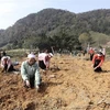 Nhân dân trên xã Thạch Yên, huyện Cao Phong tham gia trồng trên 30.000 cây xanh. (Ảnh: Trọng Đạt/TTXVN) 
