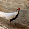 [Photo] Các loài gà quý hiếm tại Khu bảo tồn thiên nhiên Pù Hu