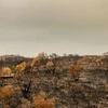 Australia: Các đồng bụi cỏ đối mặt nguy cơ bùng phát hỏa hoạn