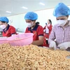Công nhân đóng gói hạt điều tại Công ty trách nhiệm hữu hạn một thành viên sản xuất thương mại Đức Thịnh, tại xã Thống Nhất, huyện Bù Đăng, tỉnh Bình Phước. (Ảnh: K GỬIH/TTXVN)