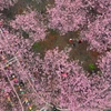[Photo] Hoa anh đào bắt đầu bừng nở trên khắp Trung Quốc
