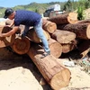 Hơn chục lóng gỗ lậu mới khai thác, tập kết tại mỏ khai thác cát, sỏi 87 thuộc xã Đăk Pxi, huyện Đăk Hà. (Ảnh: Cao Nguyên/TTXVN) 