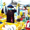 Ngư dân phường Đông Hải, thành phố Phan Rang-Tháp Chàm (Ninh Thuận) trúng mùa cá ngừ. (Ảnh: Công Thử/TTXVN)