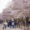 [Photo] Khai mạc lễ hội hoa Anh đào thường niên lớn nhất ở Seoul