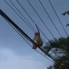 [Video] "Thót tim" cảnh người phụ nữ đi trên dây điện ở Bình Dương