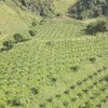 Vườn thanh long của Hợp tác xã nông nghiệp Quỳnh Thuận, huyện Thuận Châu, tỉnh Sơn La canh tác theo chuỗi liên kết. (Ảnh: TTXVN phát)