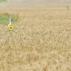 Một cánh đồng lúa mỳ ở làng Mala Dyvitsya, Ukraine. (Ảnh: AFP/TTXVN)