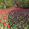 Đắm mình trong vườn hoa tuylip nổi tiếng nhất thế giới tại Hà Lan