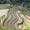 [Photo] Mùa nước đổ trên những thửa ruộng bậc thang ở Lai Châu