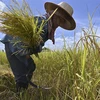 Nông dân thu hoạch lúa tại tỉnh Ayutthaya, Thái Lan. (Ảnh: AFP/TTXVN)