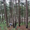 Diện tích rừng bị đầu độc là cánh rừng phòng hộ, những cây thông hàng chục năm tuổi. (Ảnh: Chu Quốc Hùng/TTXVN)
