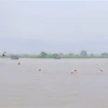 Hội bơi vượt sông Bạch Đằng trên sông Cầm (thị xã Đông Triều, Quảng Ninh) diễn ra trong bối cảnh trời mưa khá to, nước đục và chảy xiết. (Ảnh: TTXVN phát)