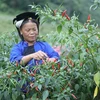 Người dân thôn Nà Pất, xã Vân Thủy, huyện Chi Lăng thu hoạch ớt tươi. (Ảnh: Anh Tuấn/TTXVN)