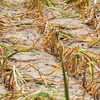 Một cánh đồng ngô bị khô hạn gần Beelitz, Đức ngày 18/8/2022. (Ảnh: AFP/TTXVN)