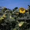 Cây trồng bị héo úa do hạn hán tại Ins, Thụy Sĩ ngày 22/7/2022. (Ảnh: AFP/TTXVN)