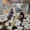 Trang trại nuôi gà tại Đồng Nai. (Ảnh: Lê Xuân/TTXVN)