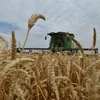Thu hoạch lúa mỳ trên cánh đồng tại Stavropol, Nga. (Ảnh: AFP/TTXVN)