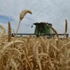 Thu hoạch lúa mỳ trên cánh đồng ở Stavropol, Nga. (Ảnh: AFP/TTXVN)